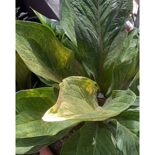 jemani varigata / tanaman hias oke bagus