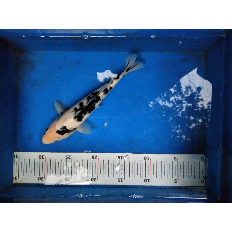 Ikan koi Shiro size 25cm