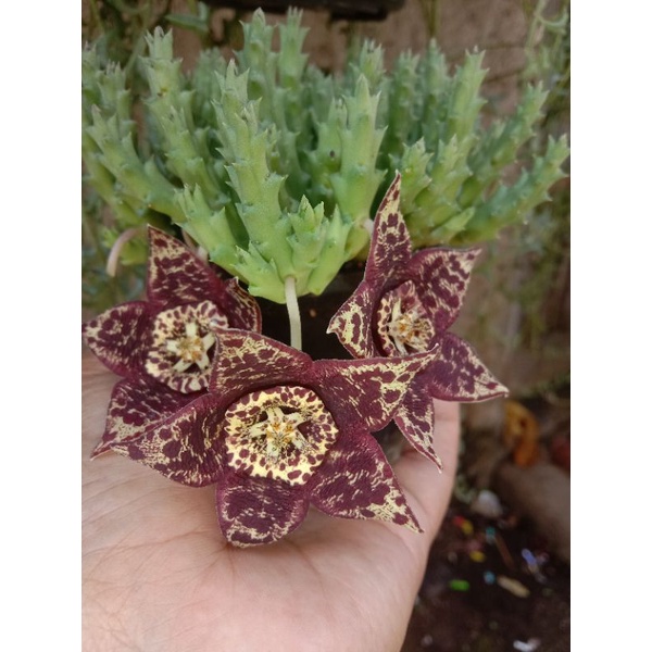 sekulen huernia boleana free pot