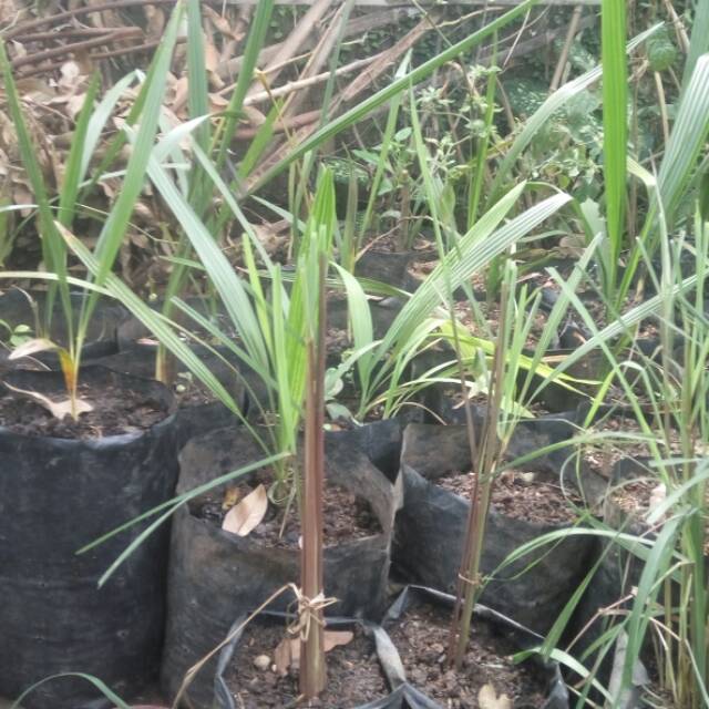 

Pohon kurma azwa
