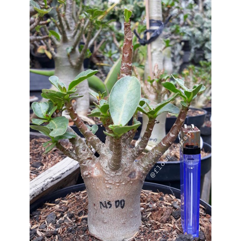 Adenium karakter / adenium nsdd
