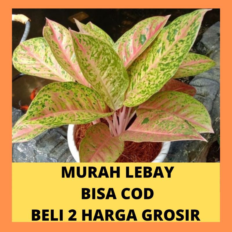 Tanaman Hias Aglaonema Big Roy/Aglonema Big Roy/Aglaonema lulaiwan