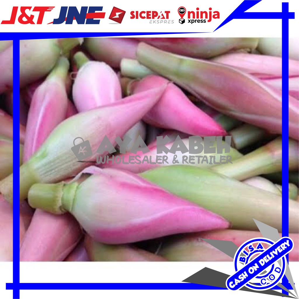 

ETLINGERA ELATIOR BUNGA KECOMBRANG 500g SEGAR COMBRANG ROMBEH HONJE