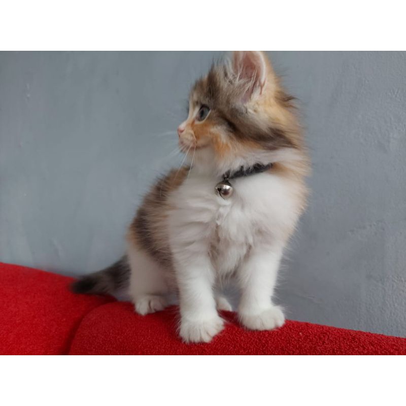 Kitten Persia Calico Kembang Telon