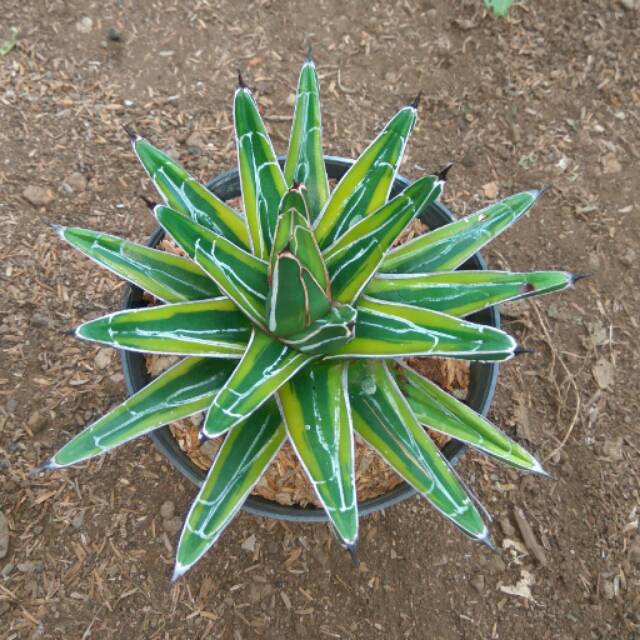 Agave victoria varigata