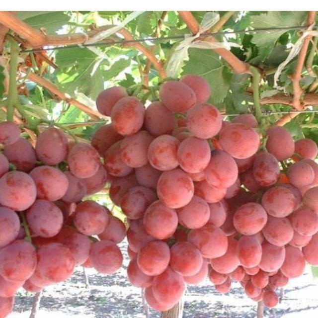 

Anggur merah redprince import