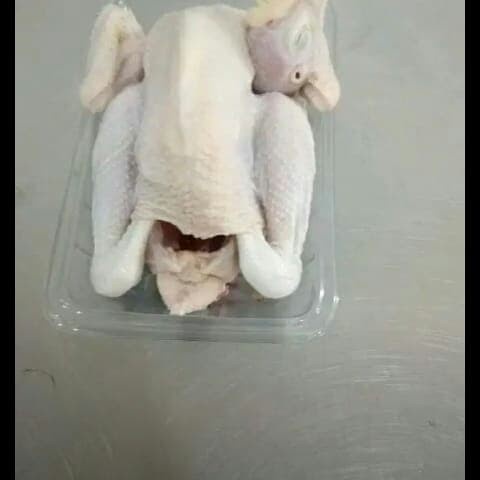 

ayam pejantan