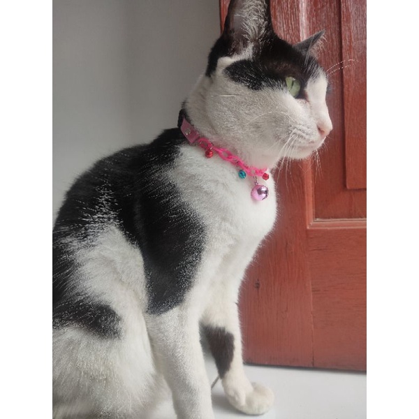 kalung kucing lucu rantai