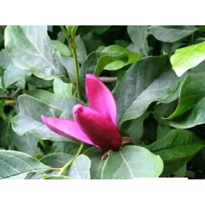 bibit kantil merah Okulasi ukuran 1 m up