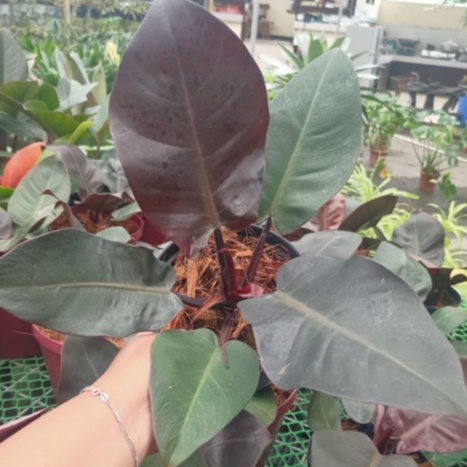 tanaman hias bunga philo black cardinal / philodendron black cardinal
