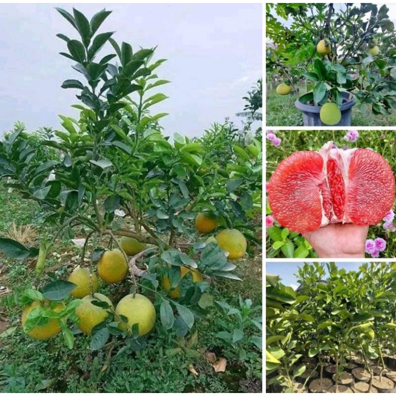 Bibi pohon jeruk pamelo Red pamelo merah