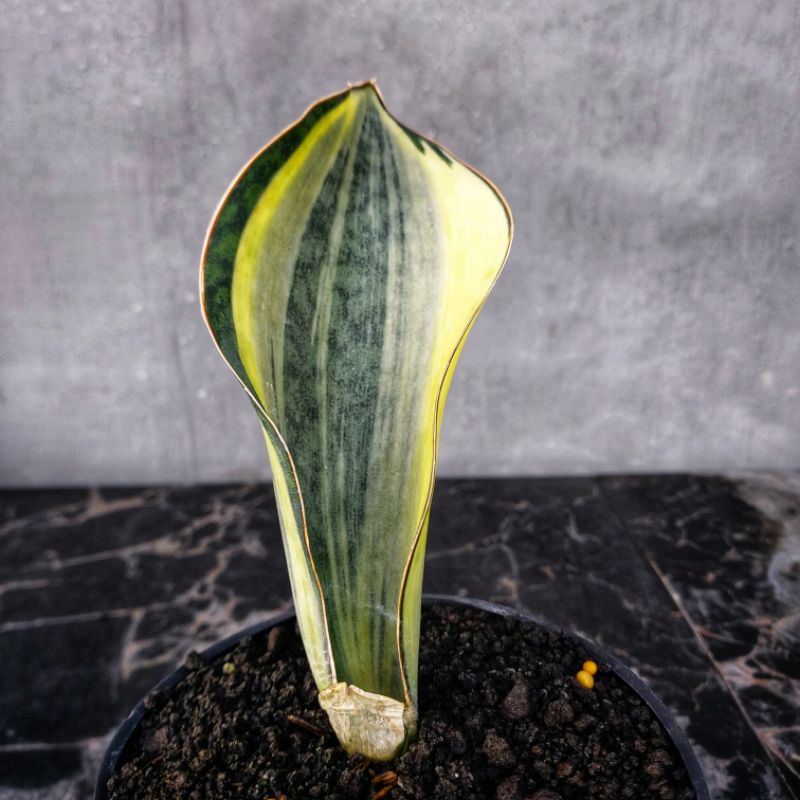 Sansivera Masoniana(Giant) Varigata Putih #01