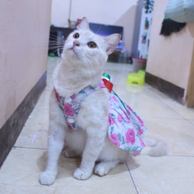 Dress kucing motif bunga-bunga pink lucu untuk kucing dan anjing / baju kucing murah size S-XL