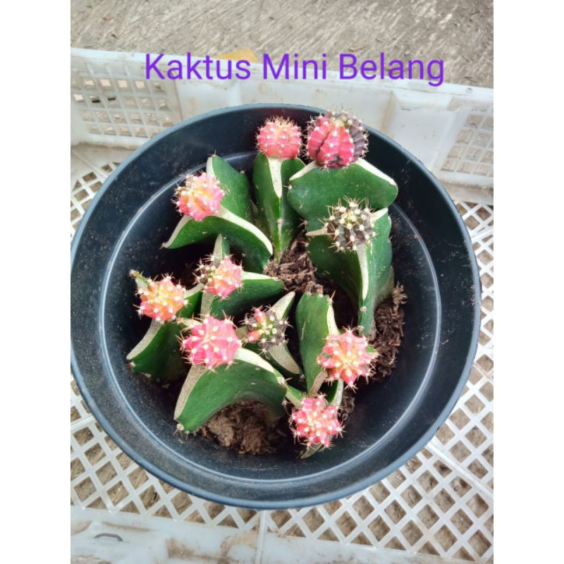 

paket tricolour mini 200k