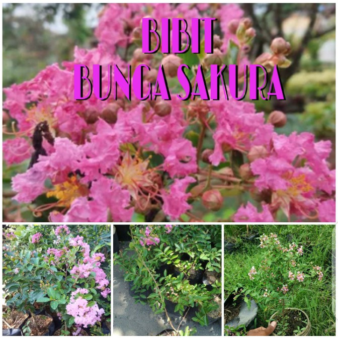 BIBIT BUNGA SAKURA ORIGINAL