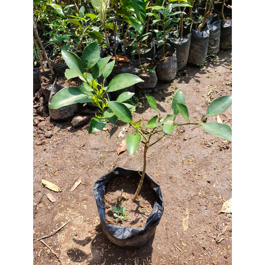 Bibit Buah Jeruk Dekopon/Jeruk Jepang Okulasi