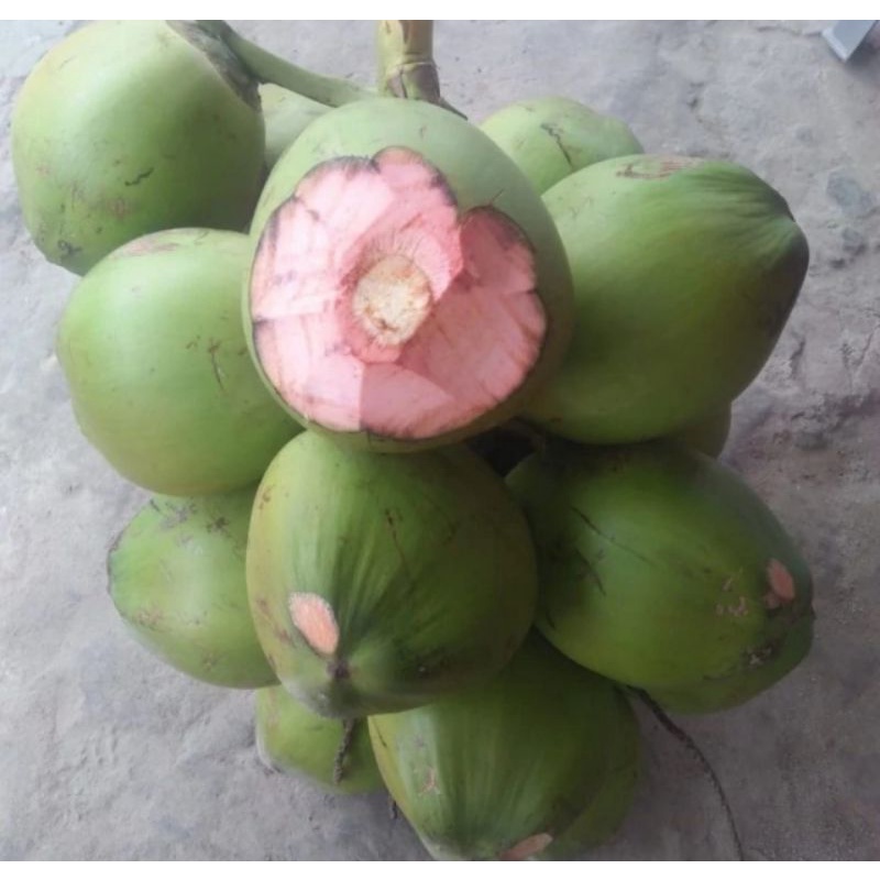 

KELAPA KOPYOR ORIGINAL / Degan Ijo