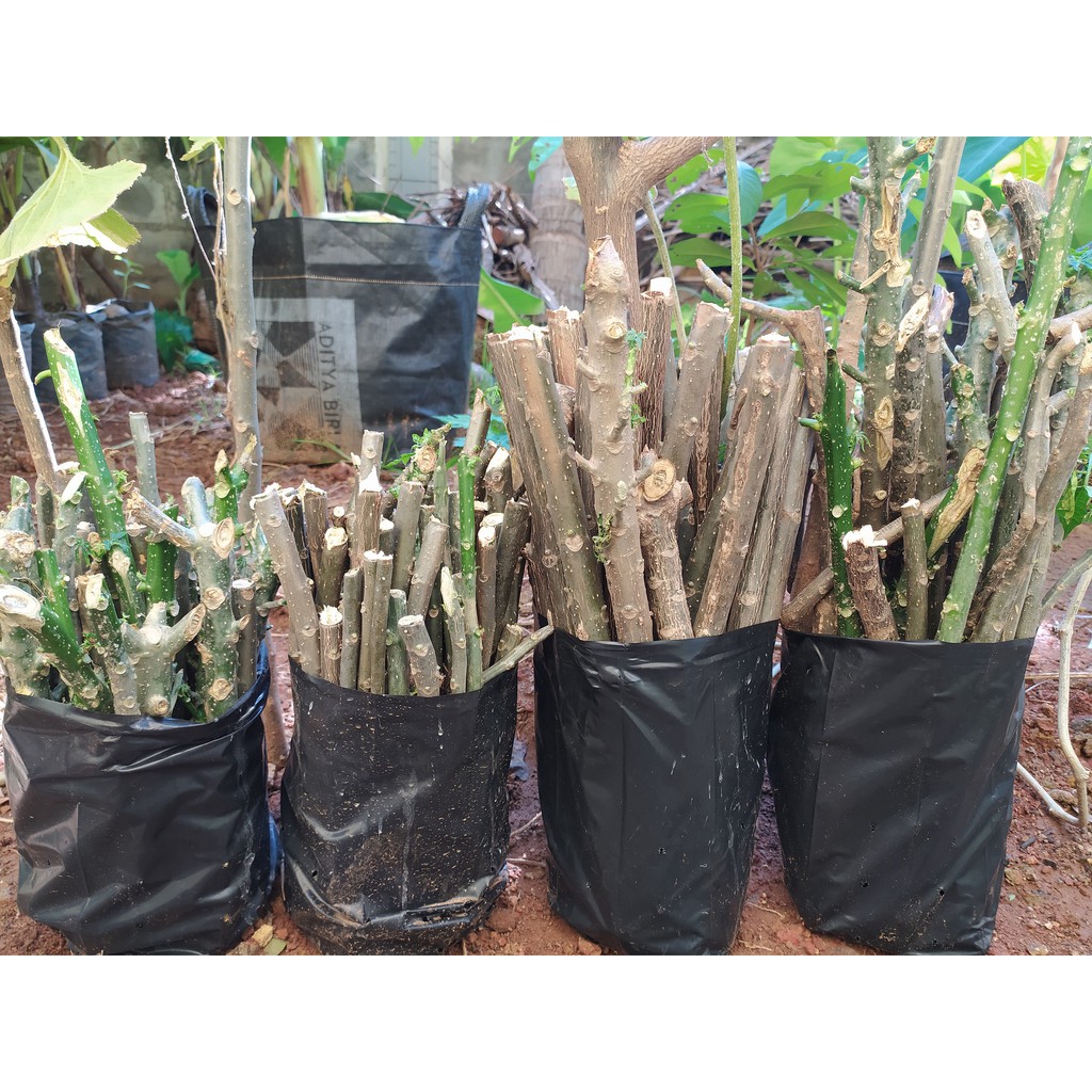 Stek Batang Tanaman Pepaya Jepang/Chaya (Cnidoscolus aconitifolius)