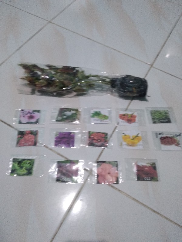 Gomprena/knop Putih