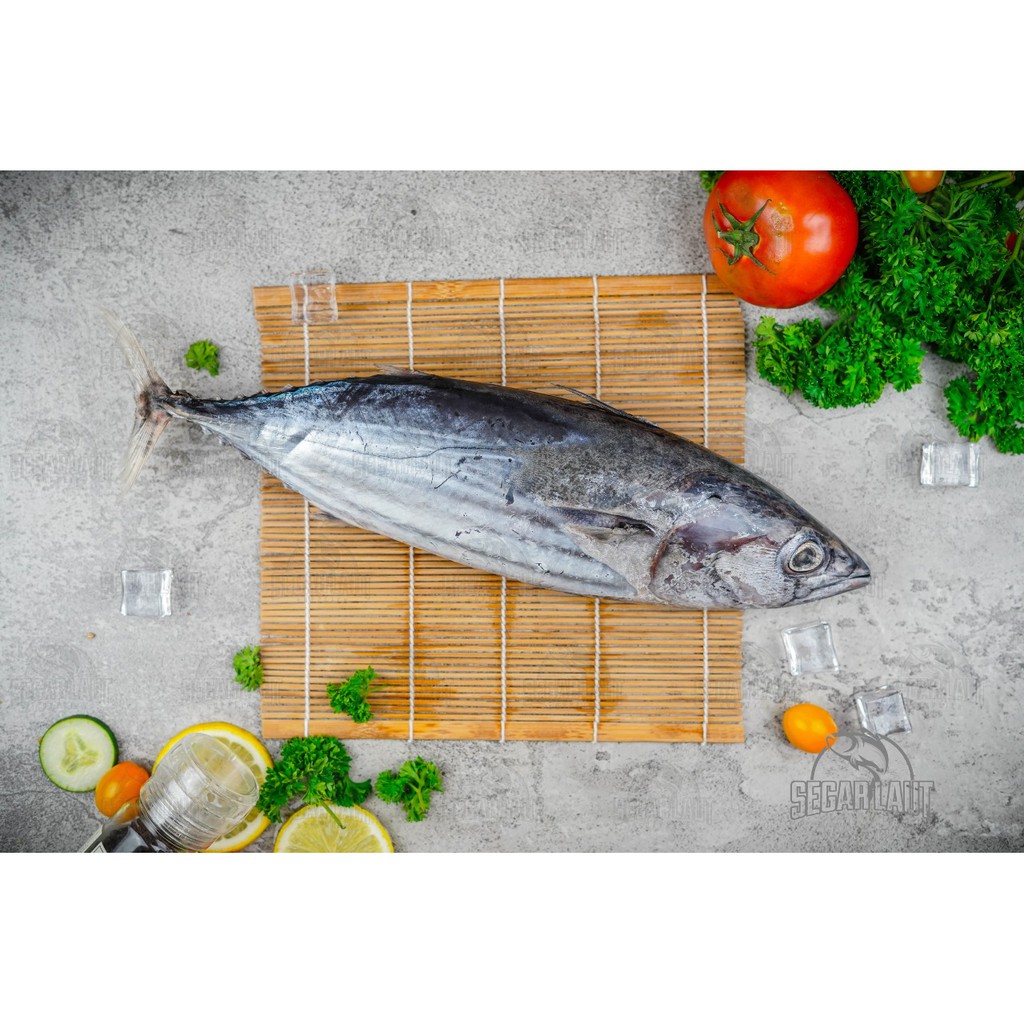 

IKAN CAKALANG | SKIPJACK TUNA | FRESH