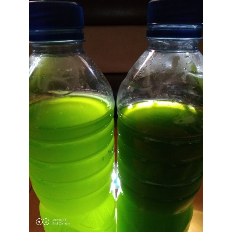 Chlorella greenwater + pupuk chlorella