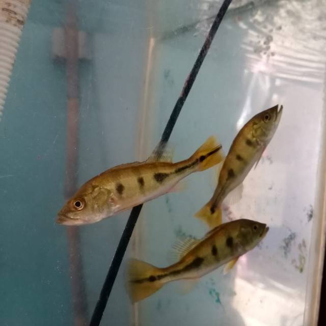 Ikan Peacok Pbass mono Size 9-10