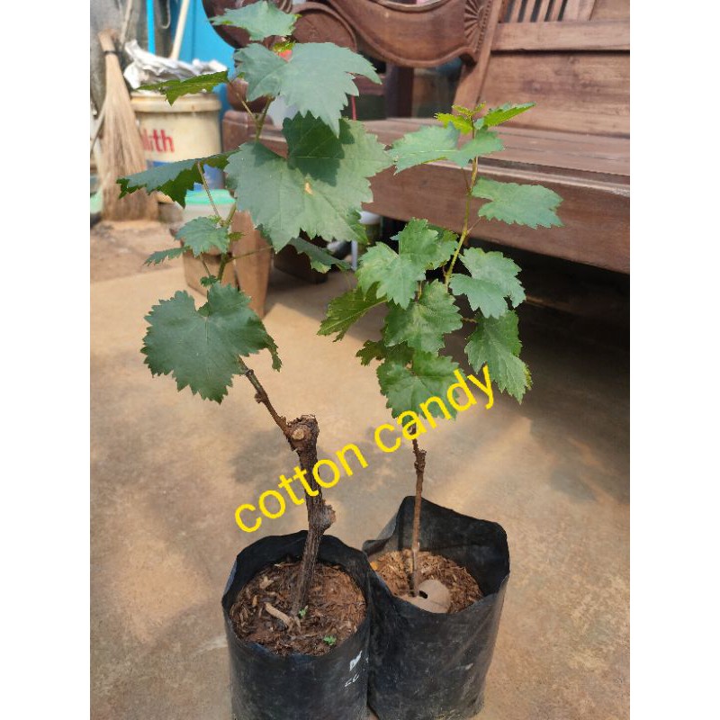 bibit anggur cotton candy