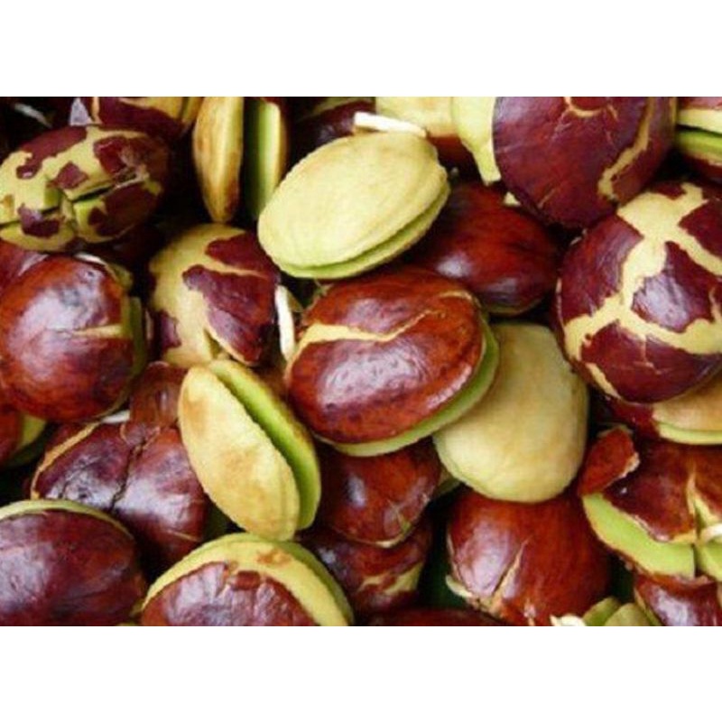 

jengkol
