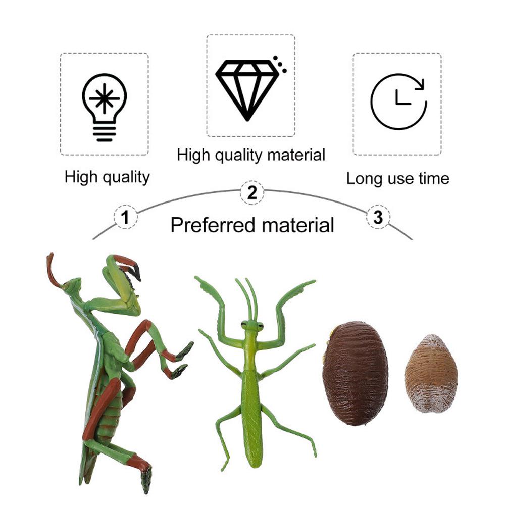 Agustina Life Cycle Figure Science Anak Ornamen Cycle Pertumbuhan Realistis Mainan Anak Edukasi Dini Biologi Cycle Mantis Figurine