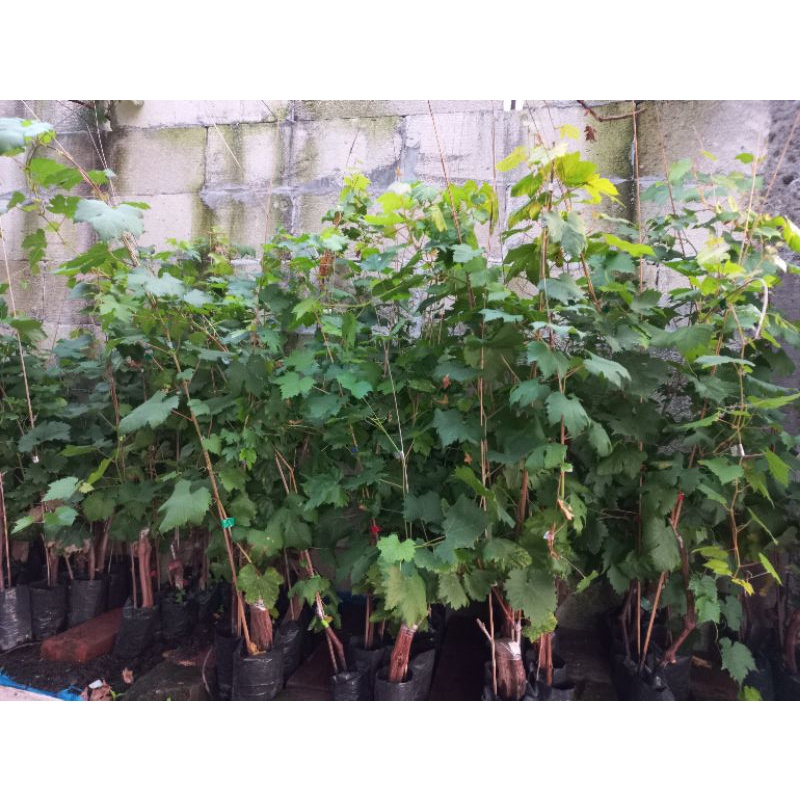 bibit anggur impor tinggi 1 meter jenis StqDeniper
Ketlen
Blue finger
Ifg 29
Ninel
Baikonur new
Reds