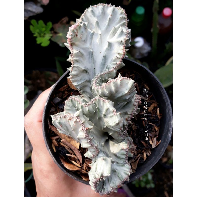 Kaktus euphorbia lactea cristata silver