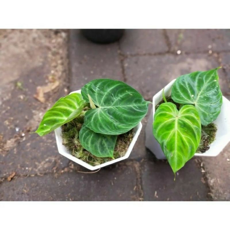 promo bibit Bonggol Philodendron verrucosum / Bibit verrucosum