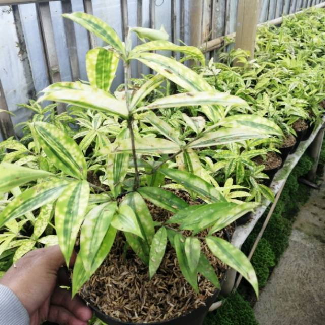 Bambu Dracena golden/Toko Tanaman Hias Murah Bandung.