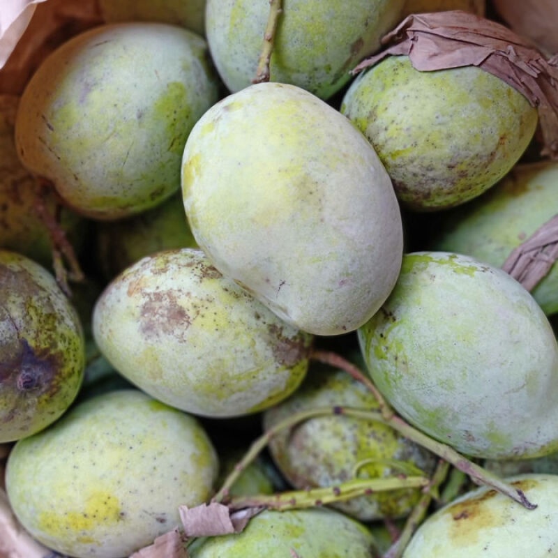 

Mangga Indramayu Mengkal