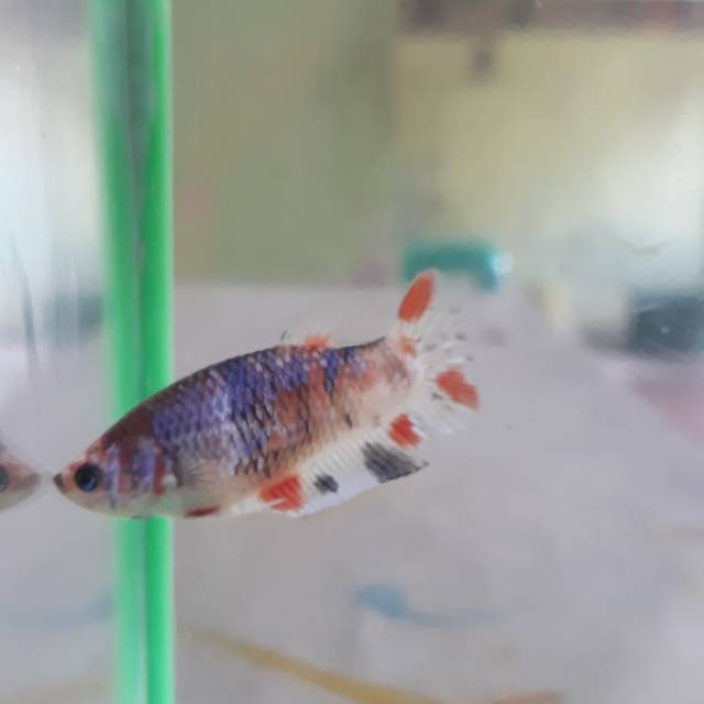 Hiasan akuarium Ikan cupang hias betina orange koi Galaxy