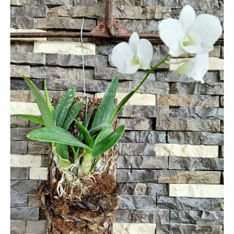 SEEDLING ANGGREK DENDROBIUM MINI WHITE