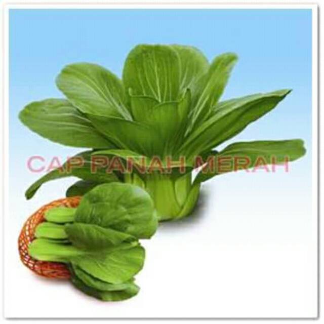 Benih sawi pakcoy.sawi pakcoy.bibit sawi.benih pakcoy..pakcoy.benih sawi.bibit pakcoy.sawi pakcoy