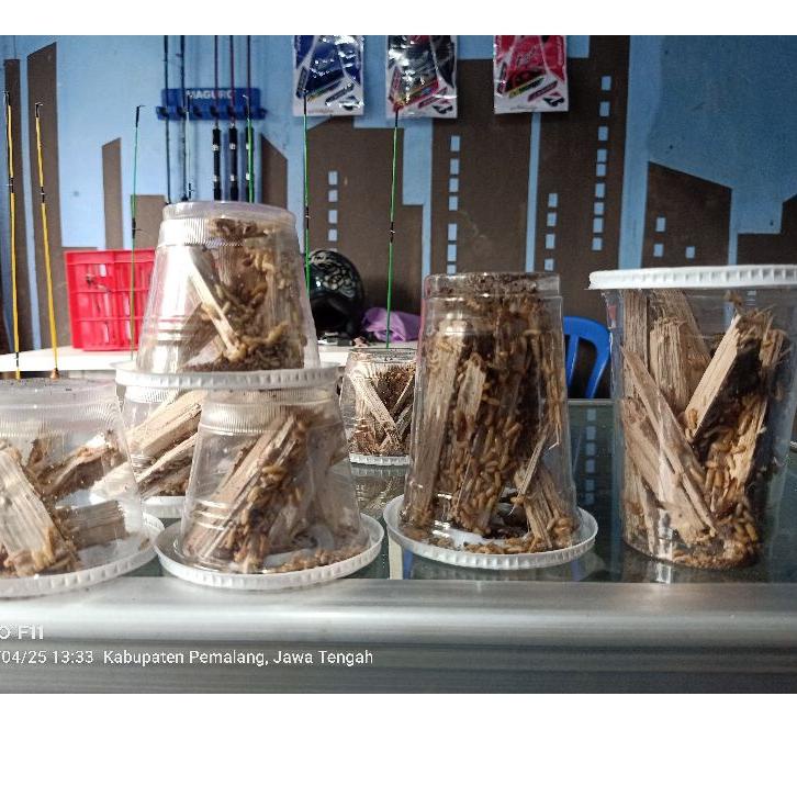 #Shopeehaul TERLARIS  Rengas Umpan Ikan Wader Uceng ✅【Harga Hemat】❤