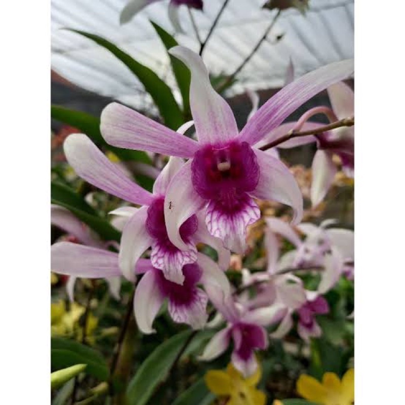 Anggrek Dendrobium Caesar White