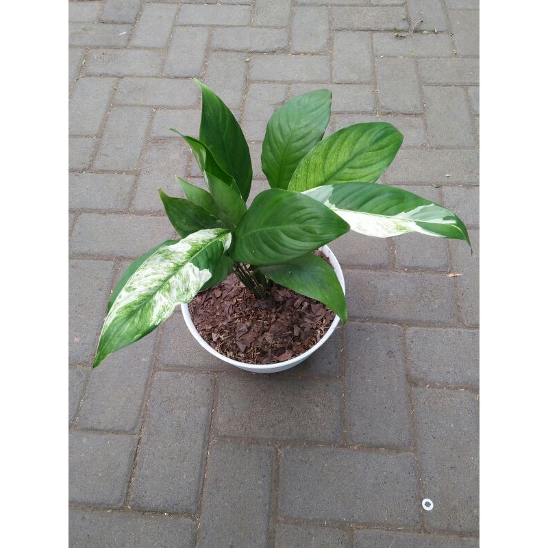 Tanaman hias - Sepatu filum variegata