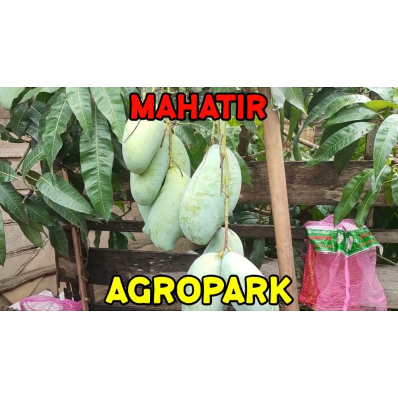 PAKET 1Kg ENTRES MANGGA MAHATIR - BISA CAMPUR JENIS LAIN