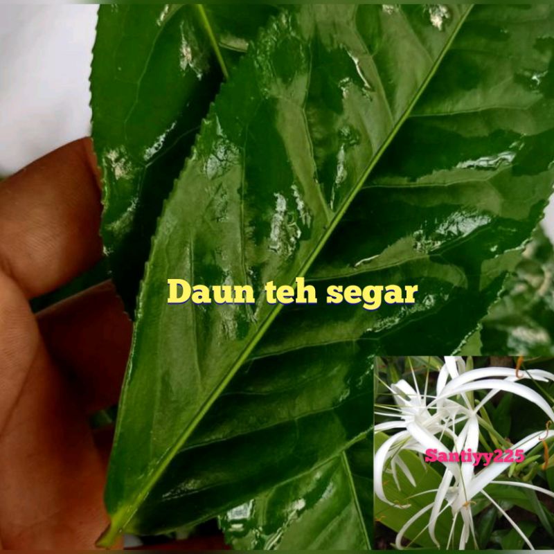 

Jual daun teh hijau 350 garm segar