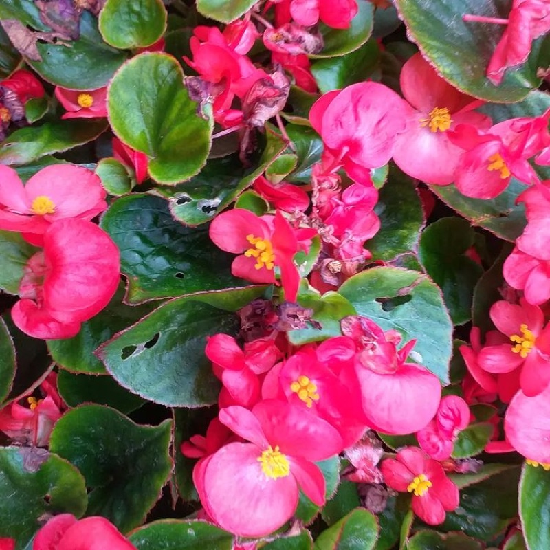 Tanaman Hias Begonia Bunga Pink - Merah - Tanaman hias gantung - Begonia - Bunga begonia tanaman hias hidup - bunga hias - bunga hidup - tanaman outdoor - tanaman indoor - Kembang hidup - Kembang Hias