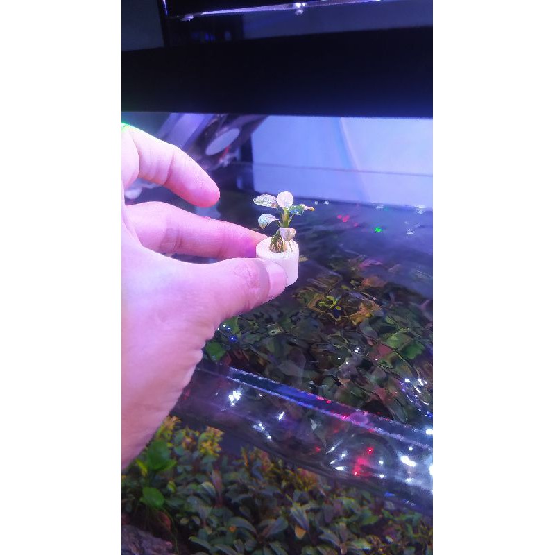 Anubias pinto Dennerle rhizome anakan