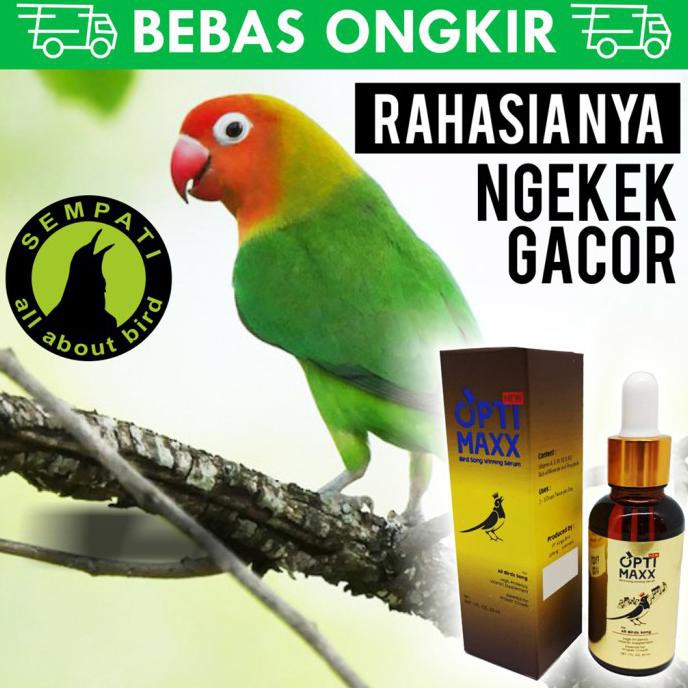 Hanya Disini] Optimaxx Obat Vitamin Tetes Burung Kicau Lovebird Gacor Doping Atp Ops