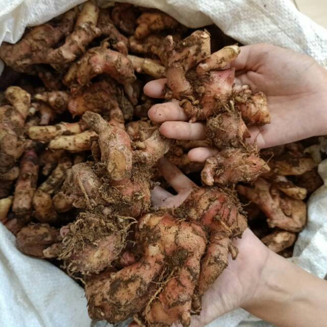 

Jahe merah | jahe pedas | jahe murah