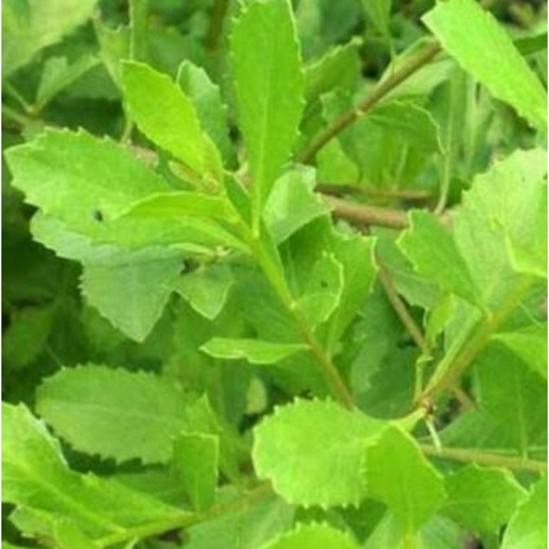 

21 batang daun beluntas | herbal | sayur