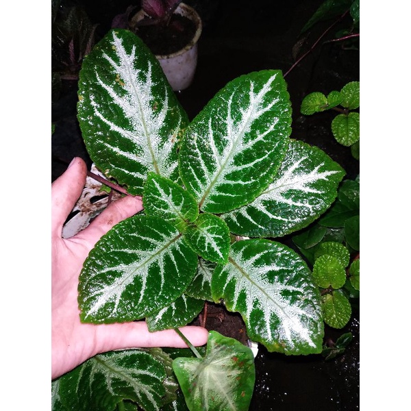 Episcia emerald frosty episcia import indukan