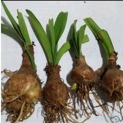 Umbi amarilis/bunga amarilis/bibit bunga amarilis/bibit umbi amarilis merah