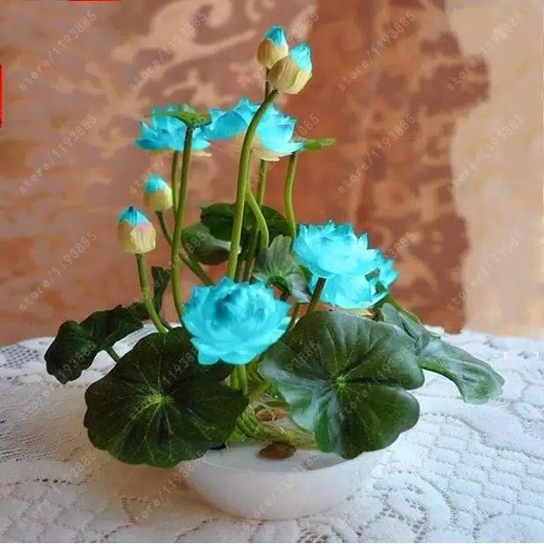 NEW Benih bibit biji Bunga Teratai Lotus Bonsai Aneka Warna Aquascape - Biru Muda
